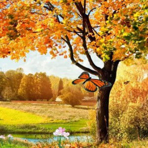 Akemi San profile icon