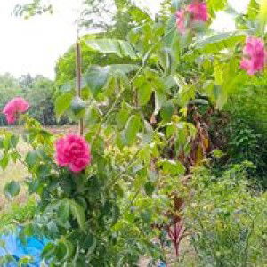 Ilik Azza profile icon