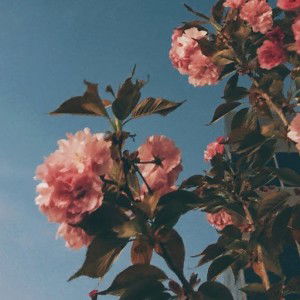 Nur Adiba profile icon