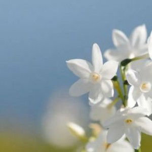 Masyitah_Rahmadi profile icon