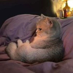 Veearm Wongswat profile icon