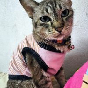 หนมปัง นมเนย profile icon