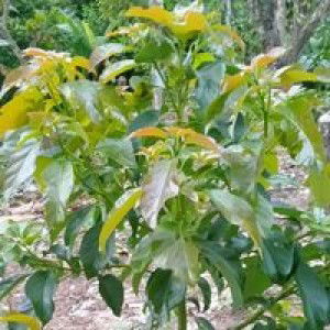 Ahmad Nuryanto profile icon