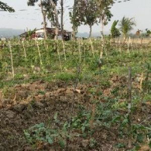 iqbal alwaton profile icon