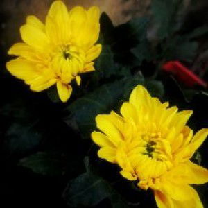 Mufidatul Latifah profile icon