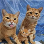 Tangmo Mo profile icon