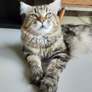 Yui Yui profile icon