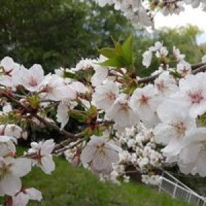 Dewi Kartika Sari profile icon