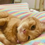 Sakura Jah profile icon