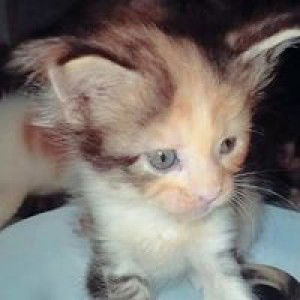 Coon Cat profile icon