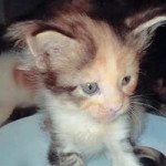 Coon Cat profile icon