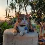 Jenjira Sangwandee profile icon