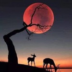 ประภัสสร ตาลาคุณ profile icon