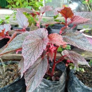 Lili Wina profile icon