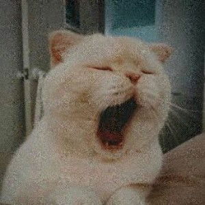 salzha bella profile icon