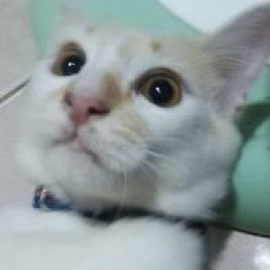 Venu Richa Sari profile icon