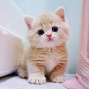 Hanisah Hayiduereh profile icon