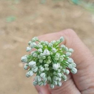 Nur Fadhilah Janwar profile icon