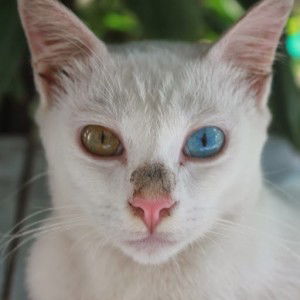 Mayang Bunga profile icon