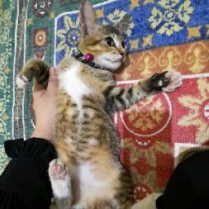 Dinda Amanda profile icon