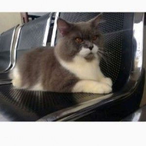 Yulika Lovina profile icon