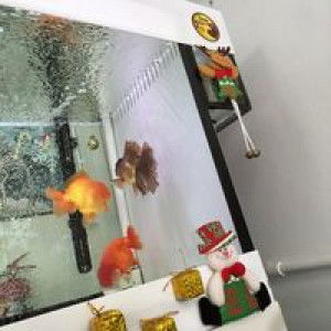 Nong Ying profile icon