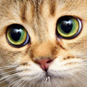 Izan Ejan profile icon