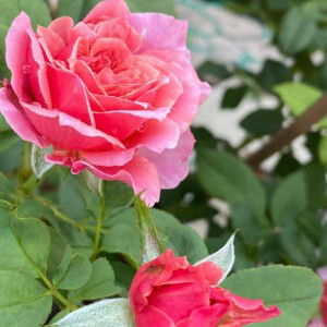 Herdayu Hamid profile icon