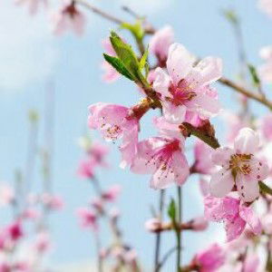 Zarina Zakaria profile icon