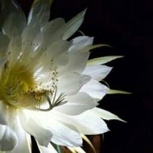 Cua Cua profile icon