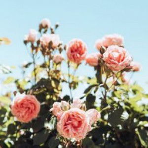 Siti Shakiroh profile icon