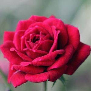 afifah nawawi profile icon