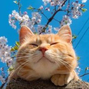 Supinya Chulsri profile icon