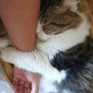 Korawan Saithong profile icon