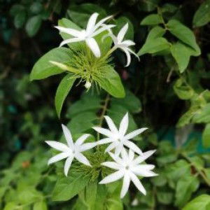 Dina Najunda profile icon