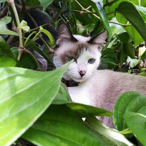 Hanifa Harfiatul Haq profile icon