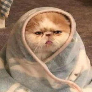 Wipawee Wang profile icon