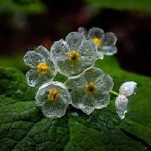 Ummu Habibah Is profile icon