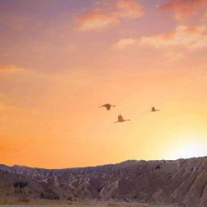 Nia Astrianti profile icon