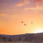 Nia Astrianti profile icon