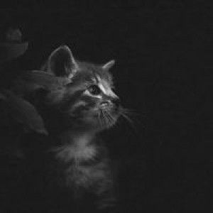 Eka S Vani profile icon