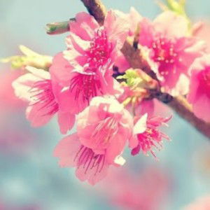 aznirah najir profile icon