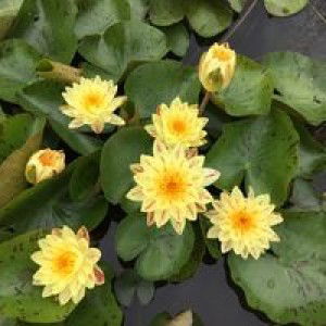 บัว ปารณีย์ profile icon