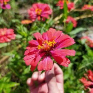 Anis Fadillah profile icon