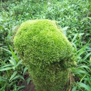 Rijal Fauzi profile icon