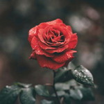 Liez Roses profile icon