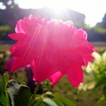 qee nurxna profile icon