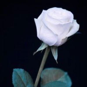 Siti Fatimah profile icon