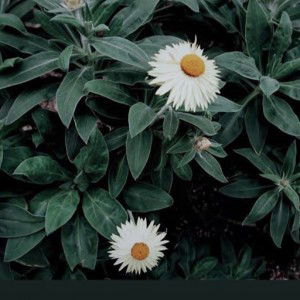 della kardi profile icon