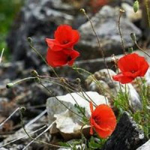 Ziary Ariyanto profile icon